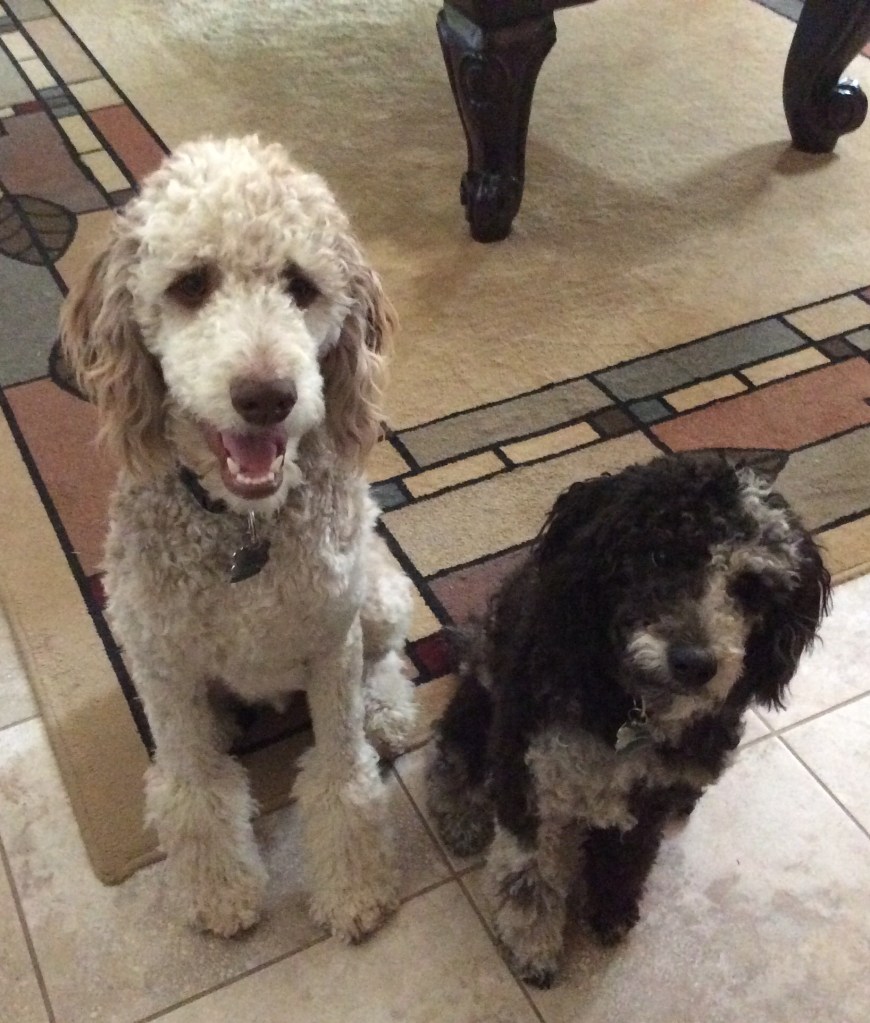 Poodles - Wuzzle and Whimzy